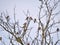 Goldfinches (Carduelis carduelis) sitting on a tree