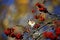 Goldfinches collecting and feasting on rowan berries