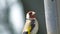 Goldfinches feeding from a bird table of mixed seeds UK