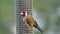 Goldfinches feeding from a bird table of mixed seeds UK