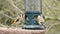 Goldfinches finch garden birds