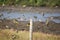 Goldfinches flying around a wire fence