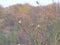 Goldfinches resting on a tree in autumn