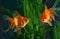 Goldfish, aquarium, aquatic plants
