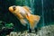 Goldfish in aquarium.Close-up. Goldfish with a white tail. Wonderful and incredible underwater world with fish.