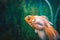 Goldfish in aquarium.Close-up. Goldfish with a white tail. Wonderful and incredible underwater world with fish.