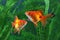 Goldfish, aquarium, a fish on the background of aquatic plants