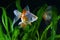 Goldfish, aquarium, fish on the background of aquatic plants