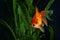 Goldfish, aquarium, a fish on the background of aquatic plants