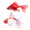 Goldfish aquatic underwater colorful tropical fish set. Watercolor background set. Isolated fish illustration element.