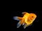 Goldfish on black background,Goldfish swimming on black background ,Gold fish,Decorative aquarium fish,Gold fish