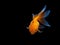 Goldfish on black background,Goldfish swimming on black background ,Gold fish,Decorative aquarium fish,Gold fish. Isolation on the