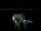 Goldfish on black background,Goldfish swimming on black background ,Gold fish,Decorative aquarium fish,Gold fish. Isolation on the