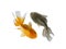 Goldfish and Black Goldfish Isolated on white background, Goldfish swimming together Resembling the Yin Yang symbol