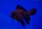 Goldfish in a blue background