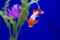 Goldfish with a blue background