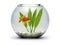 Goldfish bowl