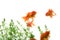 Goldfish carassius auratus background aquatic plants