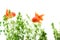 Goldfish carassius auratus background aquatic plants