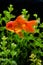 Goldfish carassius auratus background aquatic plants