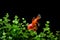 Goldfish carassius auratus background aquatic plants