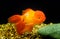 Goldfish, Carassius auratus, Lionhead