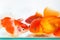 Goldfish closeup