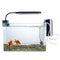 Goldfish in a daylight water tank (aquarium)