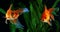 Goldfish, a fish on the background of aquatic plants