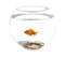 Goldfish in a fishbowl - isolated image