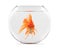Goldfish floating in glass sphere