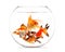 Goldfish floating in glass sphere and on white background