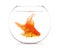 Goldfish floating in glass sphere and on white background