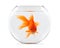 Goldfish floating in glass sphere and on white background