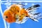 Goldfish floating upside down