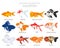 Goldfish. Freshwater aquarium fish icon set flat style isolated on white