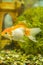 Goldfish in freshwater aquarium with green beautiful planted tropical. fish in freshwater aquarium with green beautiful planted
