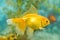 Goldfish in freshwater aquarium with green beautiful planted tropical. fish in freshwater aquarium with green beautiful planted