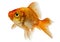 Goldfish in front of a white background