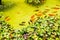 Goldfish in the green water of a fountain at the monastery of Santa Catalina de Siena in Arequipa, Peru