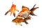 Goldfish, group of fish on a white background