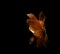 goldfish isolated on a dark black background