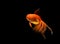 .goldfish isolated on a dark black background