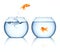 Goldfish jumping out bowl