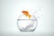 Goldfish jumping out of a bowl with water