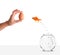 Goldfish leaping towards hand with egg bait