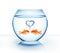 Goldfish in love