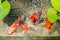 Goldfish In Natural Pond