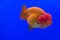 Goldfish oranda