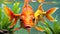 Goldfish orange sealife marine life colorful ocean plants